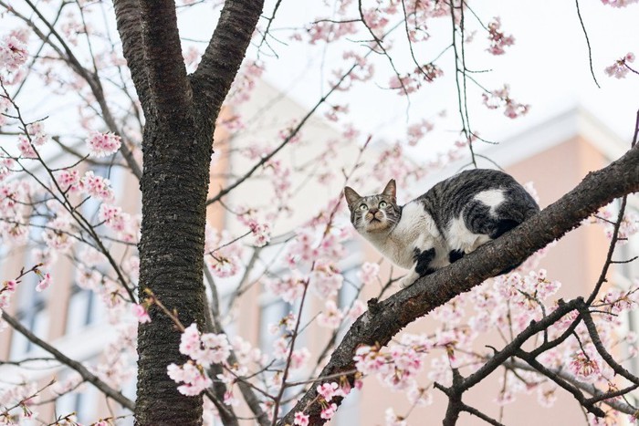 桜の木に登る猫