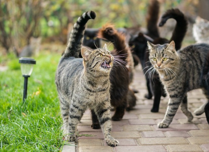 尻尾を上げて鳴く猫など沢山の猫たち