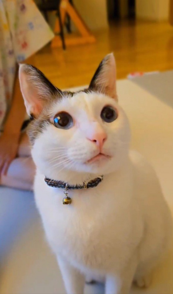 座っている猫