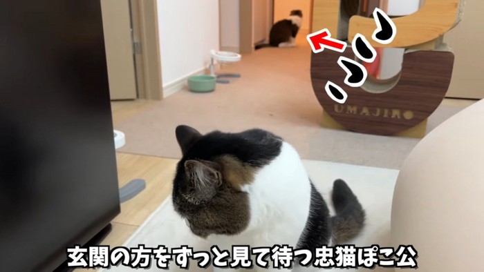 下を見る猫と奥の方で座る猫