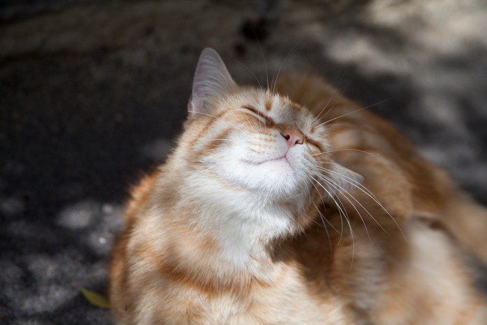 リラックスした猫