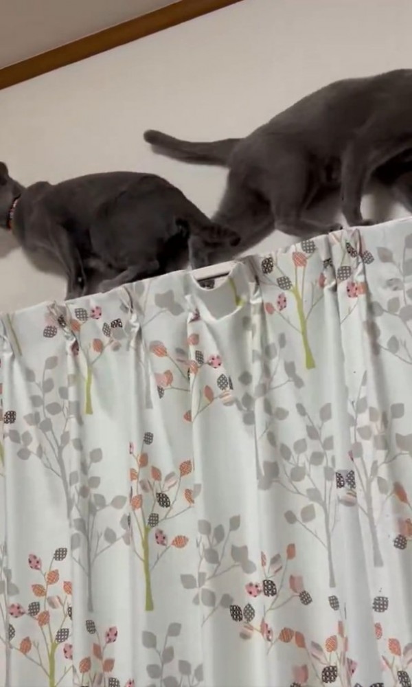 上手くすれ違う2匹の猫