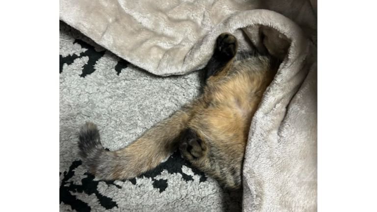 こたつで眠る猫