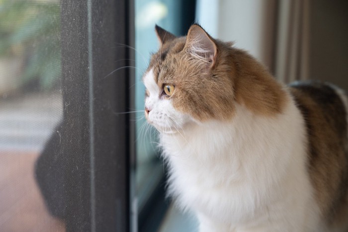 窓の外を見ながら飼い主を待つ猫