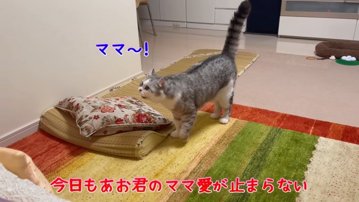 しっぽを立てている猫