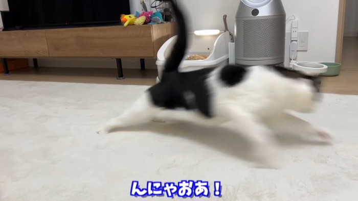 走る猫