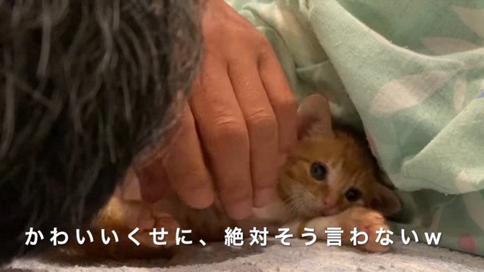 撫でられる子猫