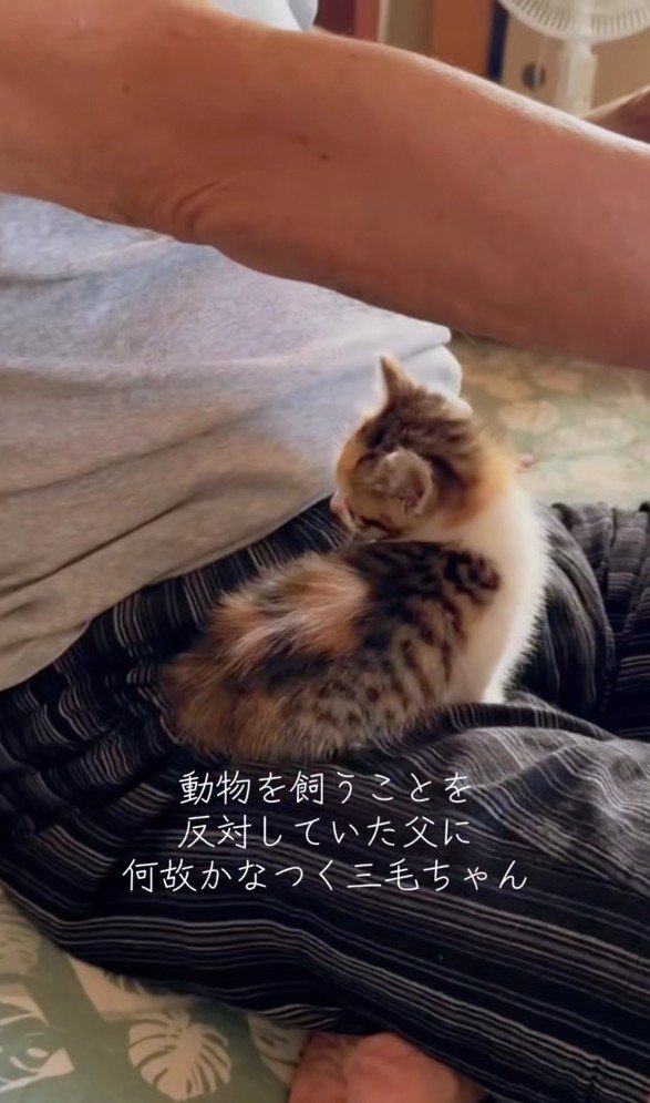 脚の上にのっている子猫