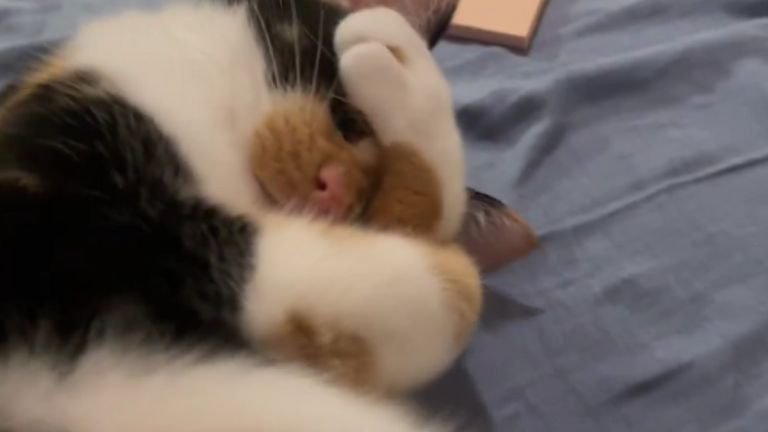 寝ている猫