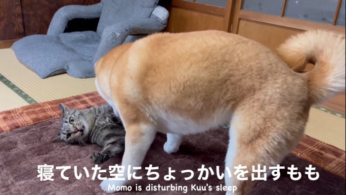 犬にちょっかいをかけられる猫