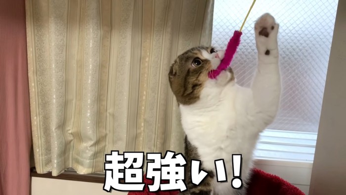 前足をあげる猫