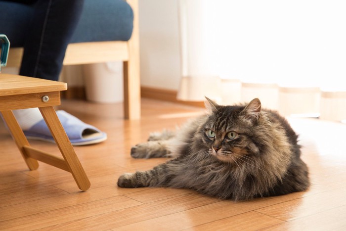 ソファに座る人の足元にいる猫