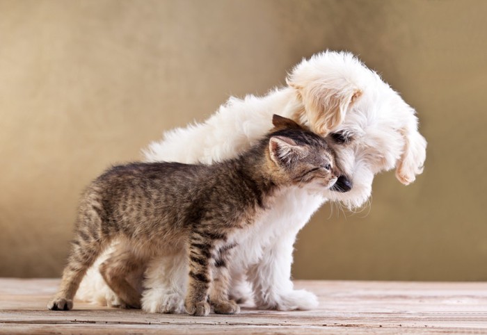 すり寄っている犬と猫