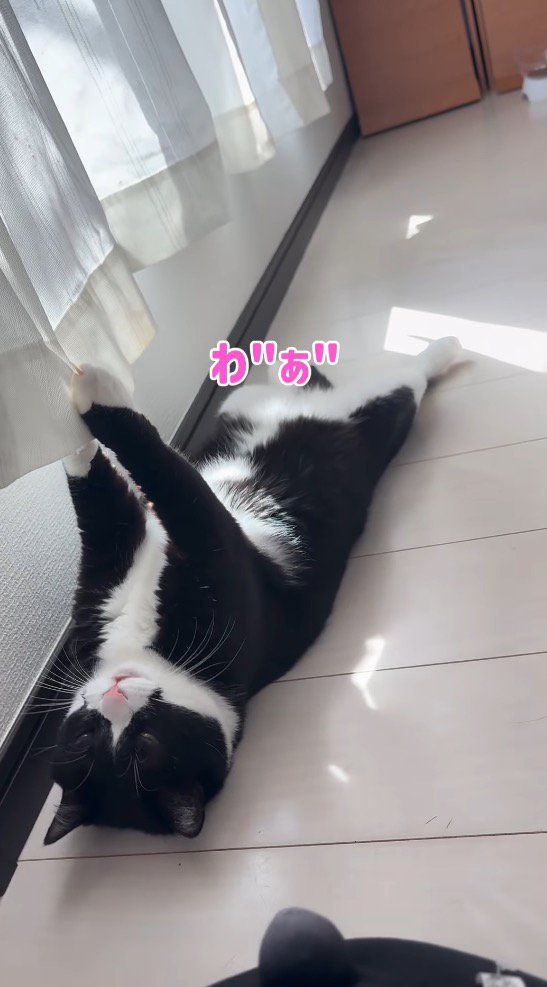カーテンが爪に引っかかって鳴き声をあげる猫