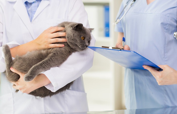 獣医に抱かれている猫と、カルテを持つ看護師