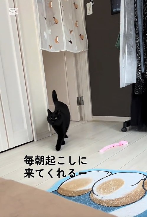 ドアの近くを歩いている猫