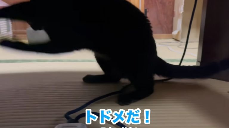 遊んでいる猫