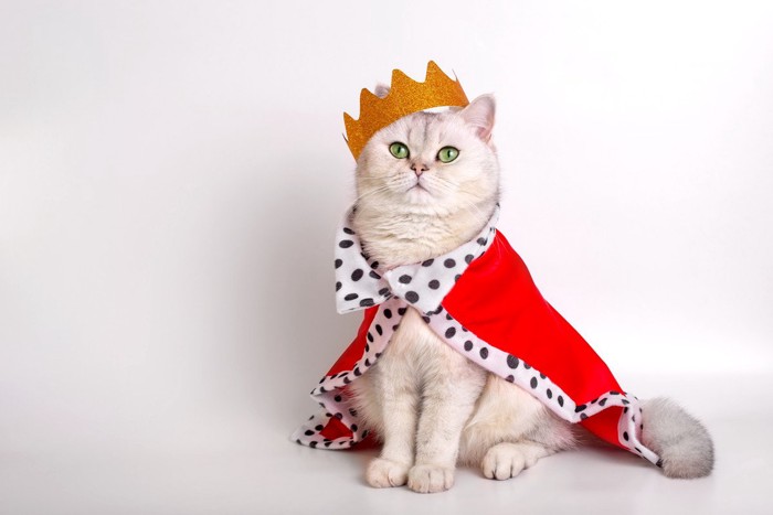 王冠とマントを装着した猫