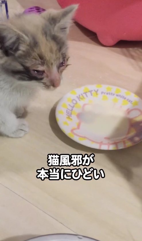 ミルクを飲んでいる子猫