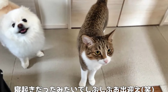 見つめる猫