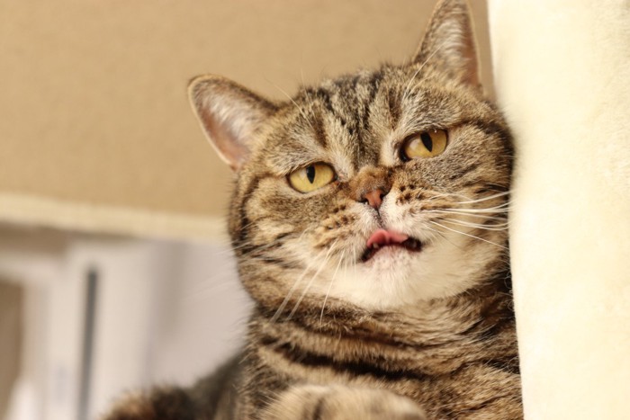 切ない表情の猫