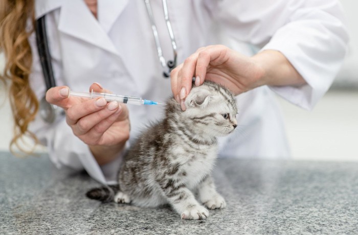 注射される子猫