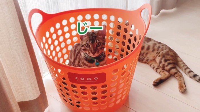 緑色の首輪の子猫