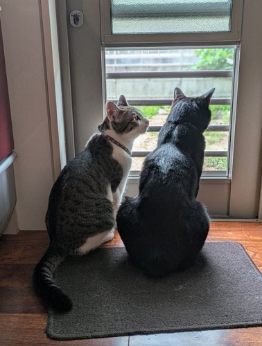 窓の外を見る2頭の猫
