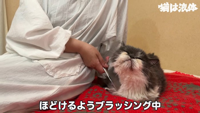 ブラッシングされる猫