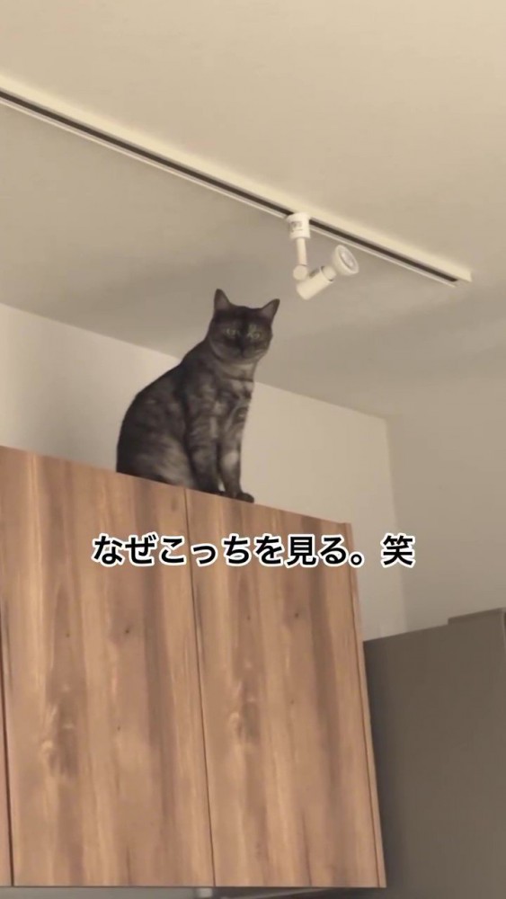 上から見下ろす猫