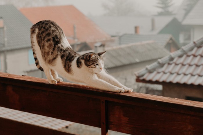 バルコニーの手すりの上で伸びをする猫