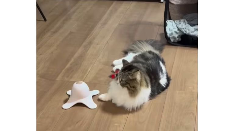 猫と電動オモチャ