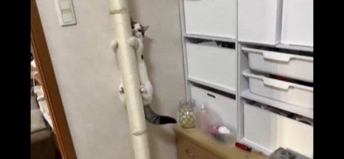 キャットタワーを降りる猫