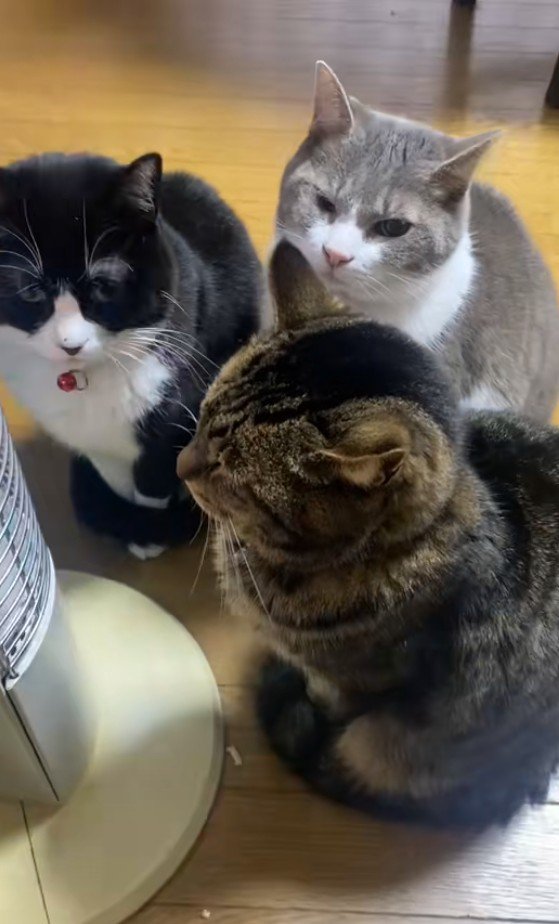 集まっている3匹の猫