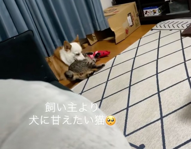 犬に体を寄せて甘える猫