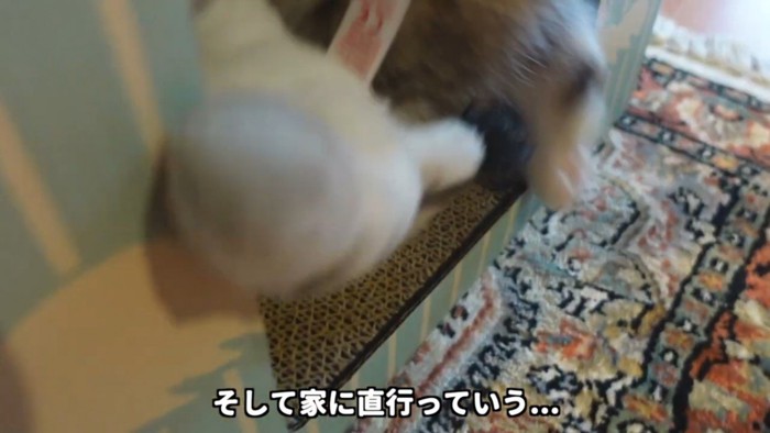 小屋に入る子猫