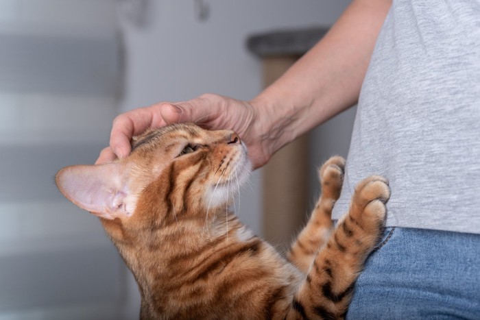 飼い主に手をかける猫