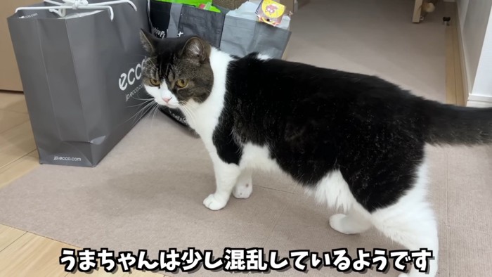 立っている猫