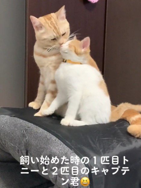 茶トラ猫と子猫