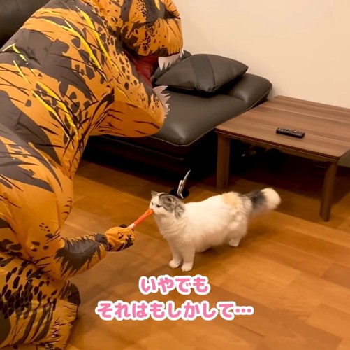 おやつに気付いた猫