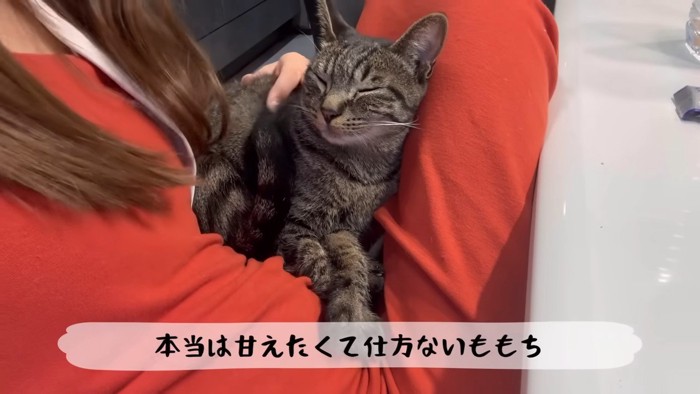 女性の膝の上の猫