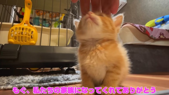 飼い主さんに撫でてもらうもぐちゃん