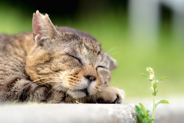 気持ちよさそうに眠るさくら猫