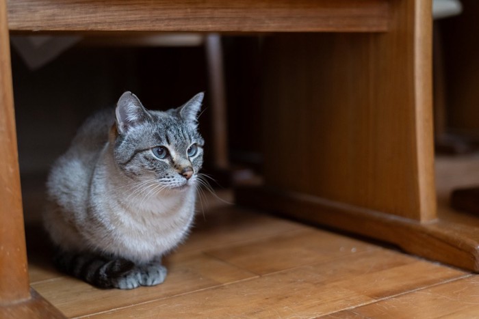 椅子の下に隠れる猫