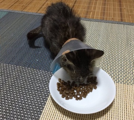 ご飯を食べている子猫