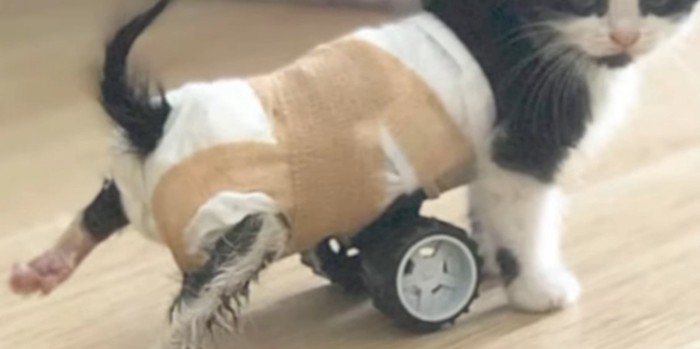 手製の車椅子をつけた猫