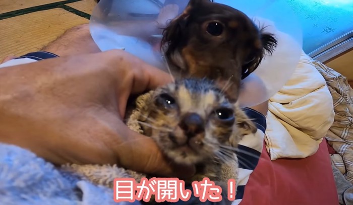 目が開いたの文字と子猫