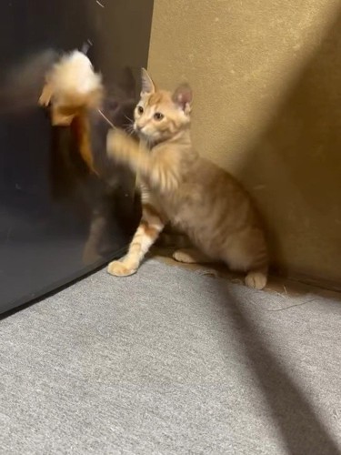 おもちゃで遊ぶ子猫