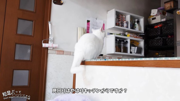 猫の後ろ姿