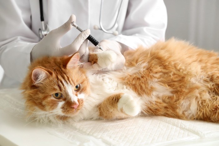 診察を受ける猫